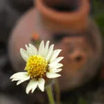 Flower Pot