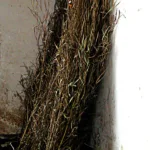 Broom and Dustpan